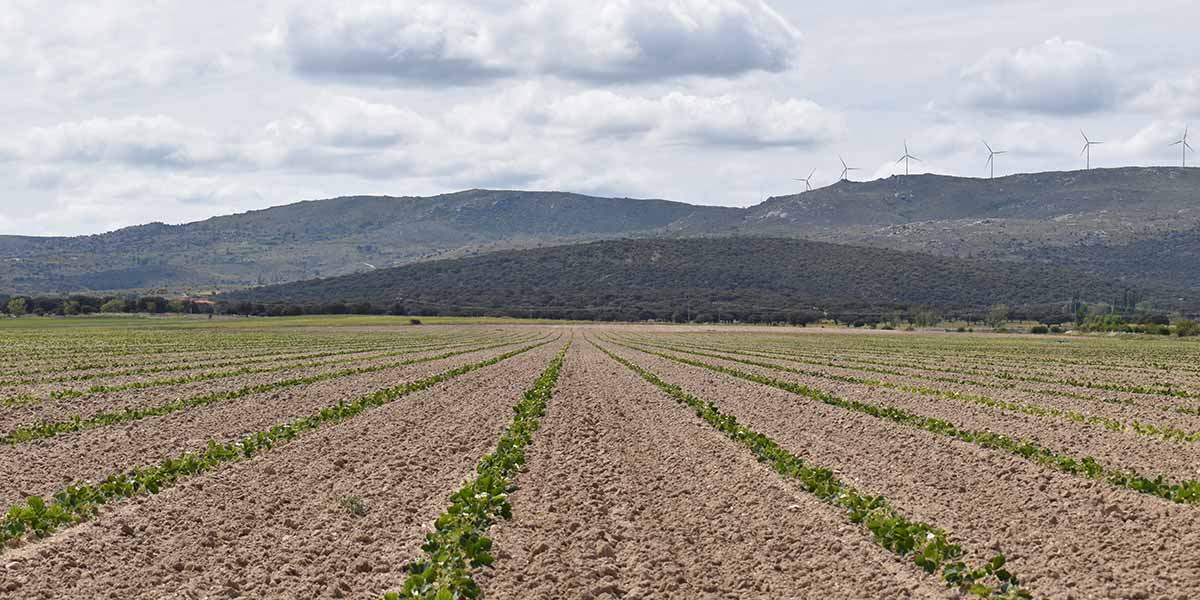 Fragole, El Pinar aumenta le superfici vivaistiche del 12% 